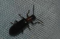 Tillus elongatus
