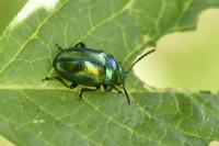 Chrysolina fastuosa
