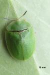 Cassida viridis