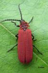 Dictyoptera aurora