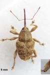 Curculio pellitus