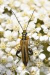 Oedemera podagrariae