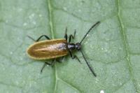 Lagria hirta