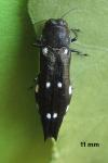 Agrilus ater