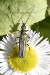 Oedemera virescens