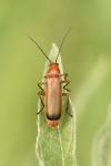 Rhagonycha fulva