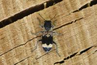 Clerus mutillarius