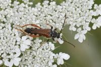 Stenopterus rufus