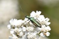 Oedemera nobilis