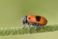 Clytra laeviuscula