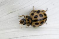 Tytthaspis sedecimpunctata