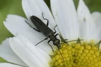 Oedemera lurida
