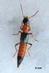 Paederus