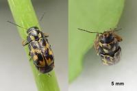 Pachybrachis hieroglyphicus