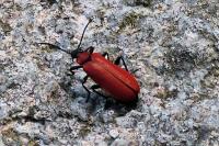 Pyrochroa coccinea