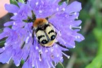 Trichius fasciatus