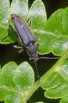 Anastrangalia dubia