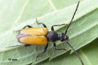 Stictoleptura fulva