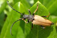 Stictoleptura rubra