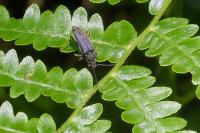 Anastrangalia dubia