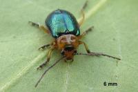 Sermylassa halensis