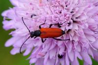 Anastrangalia sanguinolenta