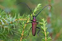 Aromia moschata