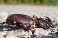Oryctes nasicornis