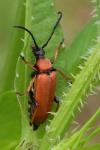 Stictoleptura rubra