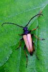 Stictoleptura rubra