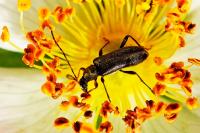 Grammoptera ruficornis