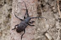 Lamia textor
