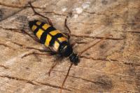 Leptura aurulenta
