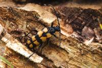 Leptura quadrifasciata