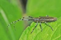 Agapanthia villosoviridescens
