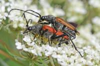 Anastrangalia sanguinolenta