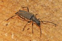 Anastrangalia dubia