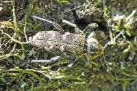 Xylotrechus rusticus