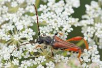 Stenopterus rufus