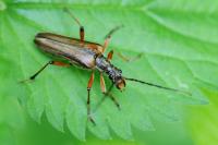 Stenocorus meridianus
