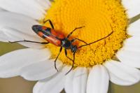 Stenurella bifasciata