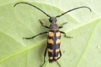 Leptura quadrifasciata