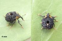 Cionus tuberculosus