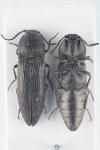 Cidnopus pilosus