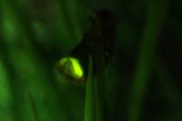 Lampyris noctiluca