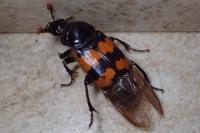 Nicrophorus vespillo