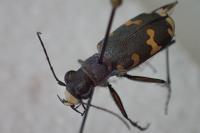 Cicindela hybrida
