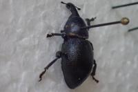 Liparus coronatus