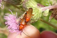 Rhagonycha fulva