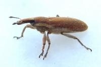 Lixus punctiventris